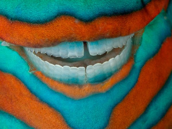 Parrotfish on Great Barrier Reef